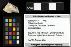 Foto (Objekt + Etiketten) von ? Goniodromites sp. 